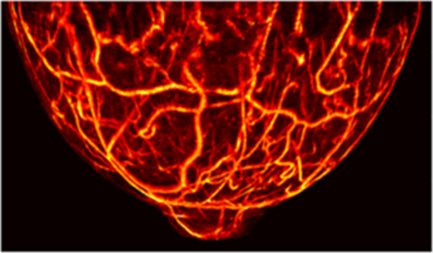 Tomowave – Symphony